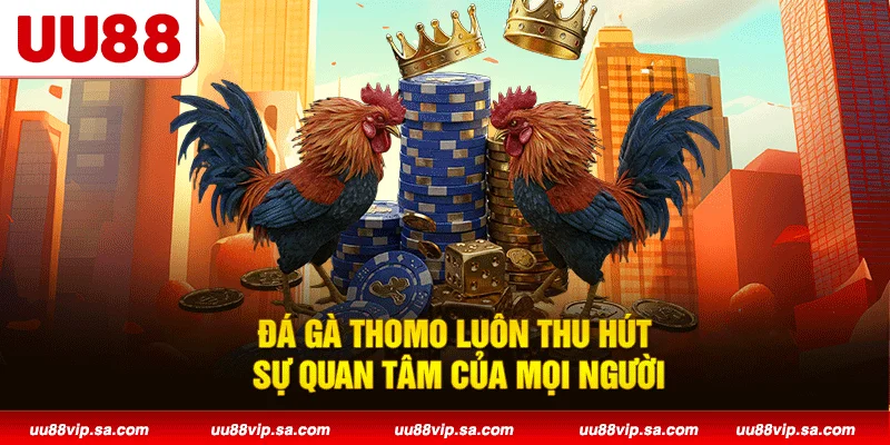 Đá gà Thomo luôn thu hút sự quan tâm của mọi người